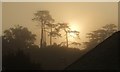 SX9065 : Trees, mist and sun, Torre by Derek Harper