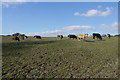 Cattle at Menabilly Barton