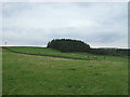 Grazing towards North Hill Plantation