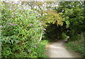 Berengrave Local Nature Reserve, Rainham