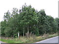 Woodland beside the A65