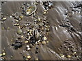 TF4343 : Shells on the seashore by Ian Paterson