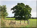 Tree in a field, Warren Farm