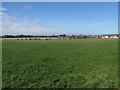 Grass field on the edge of Amble