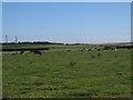 Grassland near Hauxley Farm