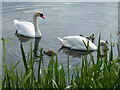 Family of mute swans on the Chesterfield Canal