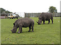 Rhinos at the West Midland Safari Park