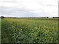 TF1167 : Sunflowers, Nocton Fen by Jonathan Thacker