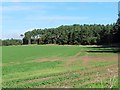 Young crop on Greenlees Farm