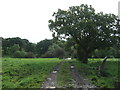 Farm track off National Cycle Route 6