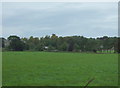 Grazing near Bradhurst Farm