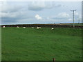 Grazing, Anna Land End