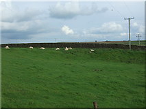 SD7453 : Grazing, Anna Land End by JThomas