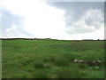 Grazing, Town Moor