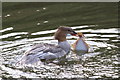 The Goosander (Mergus merganser)