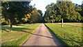 Avenue of trees near Cumberland Lodge