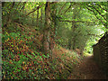 Path along the bottom of Sheldon Copse