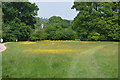 Buttercup meadow, Dunorlan Park