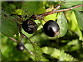 H3467 : Sloe berries, Cornavarrow by Kenneth  Allen