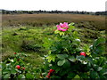 Dog roses, Cornavarrow