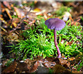 M8303 : Colourful fungi in Portumna Forest Park by David P Howard
