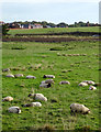 Sheep grazing east of Stafford