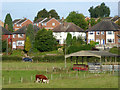 Pasture and housing east of Stafford