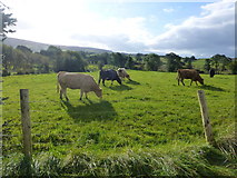 H4681 : Cattle grazing, Dunbreen by Kenneth  Allen