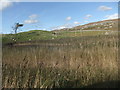 Small pond surrounded by reeds