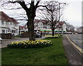 Late March daffodils, Aldenham Road, Porthcawl