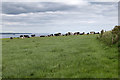 W6241 : Cows in a field, Old Head of Kinsale by David P Howard