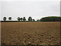 View towards the southern edge of Fulbeck Hilltop Plantation