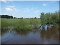 SE5938 : Flooded river bank, south-east of Kelfield by Christine Johnstone