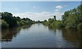 SE5738 : River Ouse, south side of Kelfield Ings by Christine Johnstone
