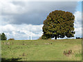 Rough grazing with tree beyond