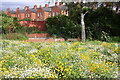 Manhole surrounds behind flowers in South Park