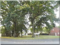 Trees on the corner of Slade Road and Billesden Road