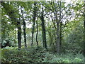 Woodlands on Bisley Common