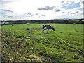 Wareham, cattle grazing