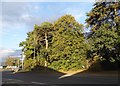 Trees by Bagshot Road, Brookwood