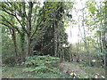 Woodlands on Bisley Common