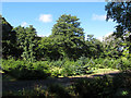 Christmas tree nursery by Sowton Cottage Bridge