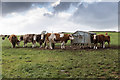 Cattle on Nottingham Hill