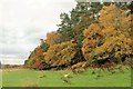 Woodland and Meadow