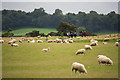 SK3622 : A field of sheep at Calke Abbey by Oliver Mills