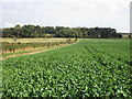 Field of oilseed rape and the boundary of Harmston Park