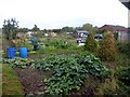 Buckfast Way allotments