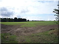 Young crop field north of Leiston