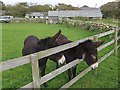 Donkeys at Newham Farm