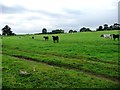 NY6719 : Cows and calves in a pasture field by Christine Johnstone